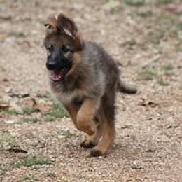 German Shepherd Puppies from Blauen Bergen