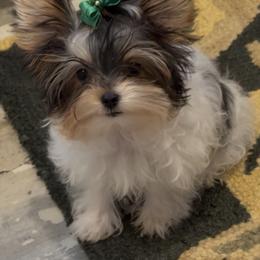 Itty Bitty - Parti female Yorkshire Terrier puppy in Colmesneil, Texas from Wanda Toparcean's Yorkies