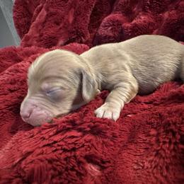 Finnegan - Cream male Dachshund puppy in Bergen, New York from T. Rex Doxies & Friends
