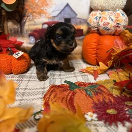 Hank - Black and gold male Shorkie puppy in Atoka, Oklahoma from Boggy Depot Cavaliers & Friends