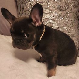 Fendi - Blue fawn French Bulldog puppy in Bolingbrook, Illinois from Taylor-Made Luxury Kennels