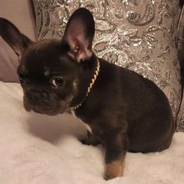 Fendi - Blue fawn French Bulldog puppy in Bolingbrook, Illinois from Taylor-Made Luxury Kennels