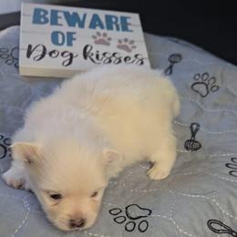 Zoie - White female Pomeranian puppy in Newport News, Virginia from Itty Bitty Poms