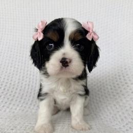 Rain - Tri-color female Cavalier King Charles Spaniel puppy in Katy, Texas from True Heart Cavaliers llc