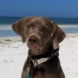 Nessie - Weimaraner