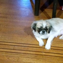 Pekingese from Pekingese pups