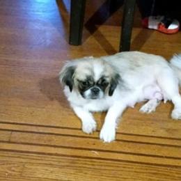 Pekingese from Pekingese pups