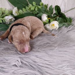 Goldendoodle and Poodle Puppies from Arizona Poodle Queen