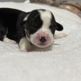 White collar - Black and tan male Pembroke Welsh Corgi puppy in Poulsbo, Washington from Central Valley kennel