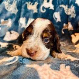 BB2 - Tri-Roan male English Springer Spaniel puppy in Britton, South Dakota from K&S Canines
