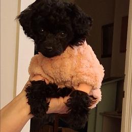 Princess Nadia - Black female Poodle puppy in Blanch, North Carolina from Faithful Hearts Kennel