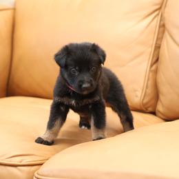 Hot Pink - Bi-color female German Shepherd puppy in Newport Beach, California from Vom Bismarkhaus