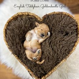 Lexie Belle English Teddybear - Apricot female Goldendoodle puppy in Grove, Oklahoma from Guinn Family Farms