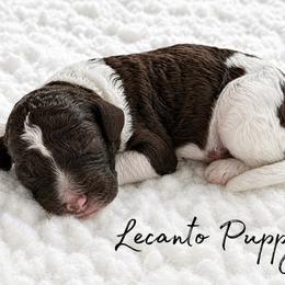 Andarna - Parti female Poodle puppy in Lecanto, Florida from Lecanto Puppy