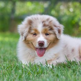 Rmm2 - Red merle male Australian Shepherd puppy in Stephenville, Texas from Diamond H Aussies