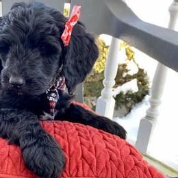 Goldendoodles from Faithful Friends at Cherson Cottage