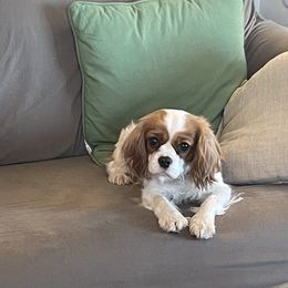 Mel - Cavalier King Charles Spaniel