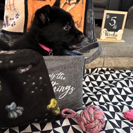 Ellie - Black female German Shepherd puppy in Morganville, New Jersey from Piotr's German Shepherd Dogs