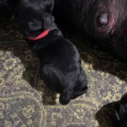 Sable-red collar - Black female Giant Schnauzer puppy in Atoka, Oklahoma from Hannah's Haus & Farm