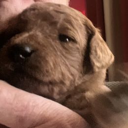 German Shorthaired Pointer, Goldendoodle, and Labradoodle Puppies from Leppards Kennel