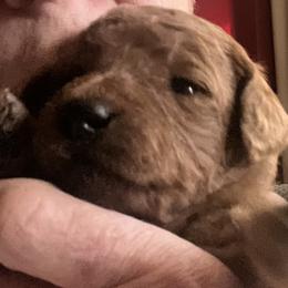 German Shorthaired Pointer, Goldendoodle, and Labradoodle Puppies from Leppards Kennel