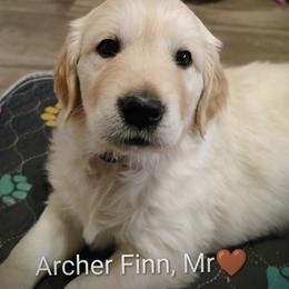 Brown collar boy - Light golden male Golden Retriever puppy in Rochester, Washington from Grand Mound Goldens