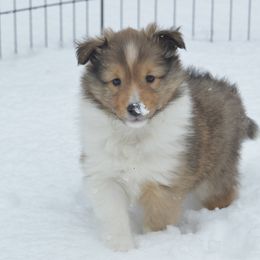 Shetland Sheepdog Puppies from Sunny Shelties