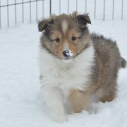Shetland Sheepdog Puppies from Sunny Shelties