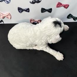 Mr. Thor - Parti male Poodle puppy in Gainesville, Florida from Pet Inn Xxweetdoodles