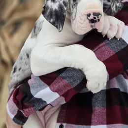 Great Dane Puppies from Bluestone Valley Great Danes
