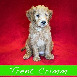 Trent Crimm - Goldendoodle puppy in Boise, Idaho from Doodle Waggle