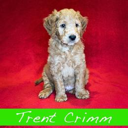 Trent Crimm - Goldendoodle puppy in Boise, Idaho from Doodle Waggle