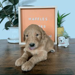 Goldendoodle and Golden Retriever Puppies from Polk Pups