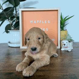 Goldendoodle and Golden Retriever Puppies from Polk Pups