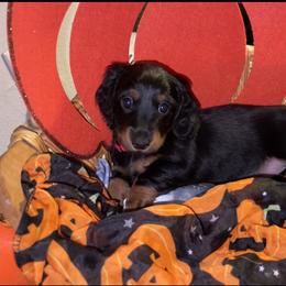 Cavalier King Charles Spaniel and Dachshund Puppies from Cavalier Companions CO.