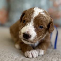 Waffles-blue - Red  male Goldendoodle puppy in Beckley, West Virginia from By Design Doodles