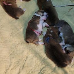 Pembroke Welsh Corgi Puppies from Cordial Corgies