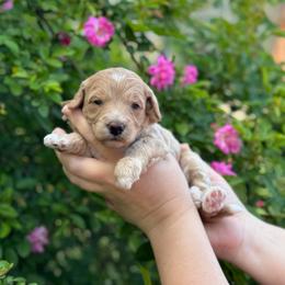 Honor - Apricot female Goldendoodle puppy in Wharton, Texas from Little Fur Friends