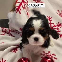 CADBURY - Tri-color male Cavalier King Charles Spaniel puppy in Lehi, Utah from Angels and Nobility Cavaliers