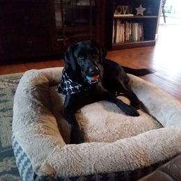 Annabelle - Labrador Retriever