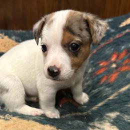 Cutie - Tri-color female Jack Russell Terrier puppy in Copperhill, Tennessee from Tuff Country Farm