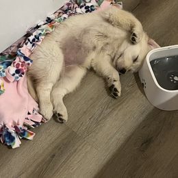 Golden Retriever Puppies from Mia Ragazza Golden Retrievers