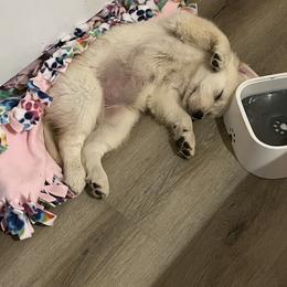 Golden Retriever Puppies from Mia Ragazza Golden Retrievers