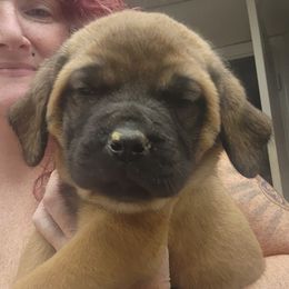 Mastiff puppies from Jeana's Rottweilers & English Mastiffs