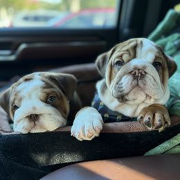 Bulldog puppies from DR BULLDOGS