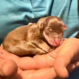 Duke - Liver male Miniature Schnauzer puppy in Comanche, Texas from Circle R