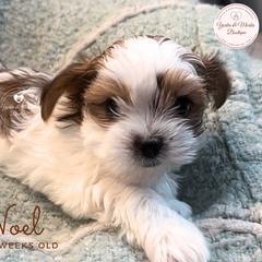 Morkie, Shorkie, and Yorkshire Terrier Puppies from Yorkie and Morkie Boutique