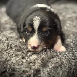 Ringo - Black tri male Miniature Australian Shepherd puppy in North Lakeport, California from Wild Rose Ranch