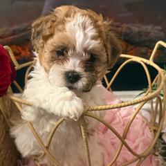 Shichons from Jessica Cupp