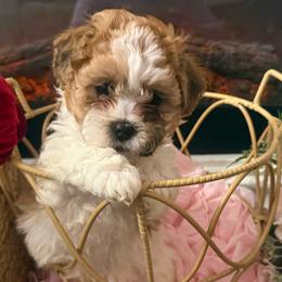 Shichons from Jessica Cupp